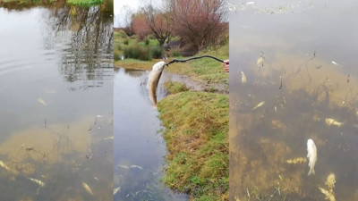 Ergene’de derede toplu balık ölümleri endişelendirdi