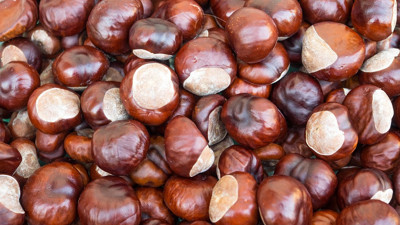 Kestane kabuklarını sakın çöpe atmayın. Faydalarını duyunca ağzınız açık kalacak