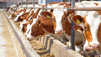 Bakan Vahit Kirişçi açıkladı. Ödemeler bugün hesaplara yatıyor