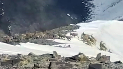 Yüksekova’da sürü halindeki dağ keçileri kameraya yansıdı