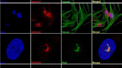 Türk bilim insanı Bekpen, insanın ömrünü belirleyen geni buldu
