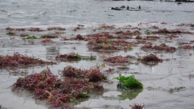 İstanbul'u lodos vurdu. Caddebostan Sahili’ni kırmızı yosun kapladı
