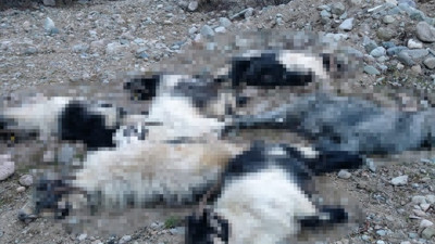 Kurtlar 18 keçiyi telef etti