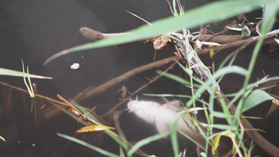 Aydın'daki balık ölümler araştırılıyor