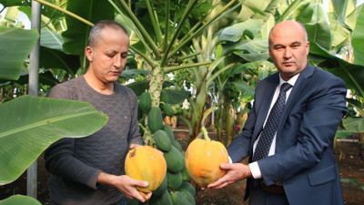 Mersin'de araştırma enstitüsündeki serada yetiştirilen papaya meyve verdi