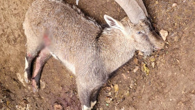 Yaralı keçi kurtarılamadı