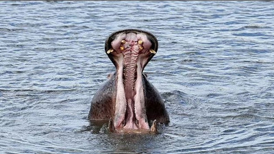 Su aygırı yuttuğu çocuğu taş atılınca kustu