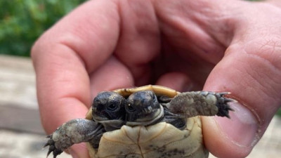 Görenler şaşkına dönüyor! Çift başlı kaplumbağa...