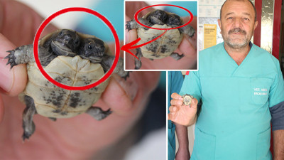 Türkiye'de çift başlı kaplumbağa yavrusu bulundu (16 Aralık 2022)