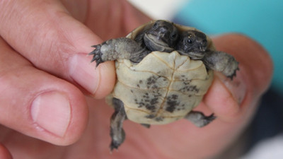 Antalya’da bulunan çift başlı kaplumbağa yavrusu korumaya alındı