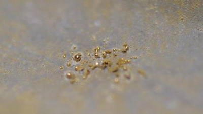 Bu bakteri metali altına çeviriyor