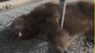 Ayı avcı değil kaza öldürdü