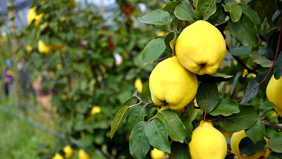 Ayva öksürüğe iyi gelir mi? Ayva yaprağının faydaları neler?