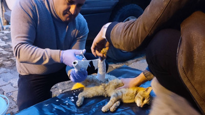 Araç çarpan kedi yaralandı