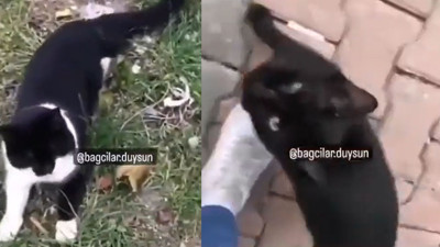 Sapkınlar kedi patilerini kesip kesip sahtekar hocalara götürüyorlar. Büyü adı altındaki vahşet bitmiyor