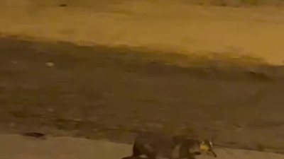 Amasya’da kurtlar şehir merkezine indi