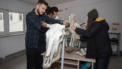 Veterinerlik öğrencileri sığır iskeleti yaptı