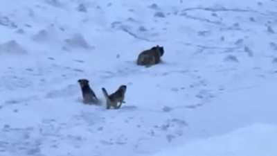 Ayıyla göz göze gelen dağcıları kangal köpekleri kurtardı