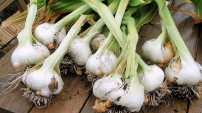 Sessiz katile karşı kalkan görevinde. Sofranızdan asla eksik etmeyin