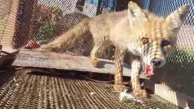 Tilkiyi emekli polis "Battal Gazi" kapanıyla yakaladı