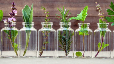 Yüksek doz uçucu yağ alerji yapar mı?