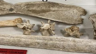 Kemik koleksiyoncusu havalimanında yakalandı