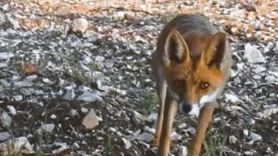 Kurnaz tilki fotokapanlara poz verdi