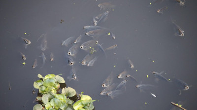 Hatay'da balık ölümleri ne inceleme