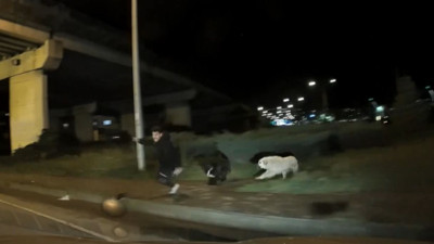 Başıboş köpeklerden kaçarken az daha eziliyordu