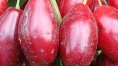 Mışıl mışıl uyutuyor. Yaralara duvar örüyor. Lokman Hekim de her gün tükettin