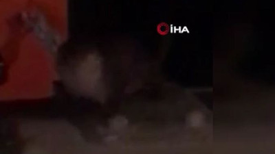 Galataport Limanı’nda su samuru sürprizi