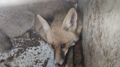 Kurnaz tilki mağazayı savaş alanına çevirdi