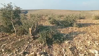 Vicdansızlar zeytin ağaçlarını kesip kaçtı