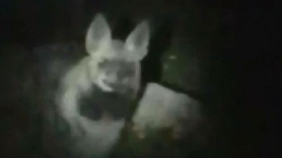 Balıkçı karşısına çıkart sırtlanla konuştu