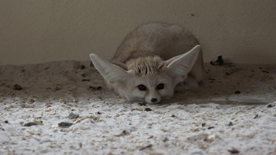 Hayvanat bahçesinde bebek tilki sevinci