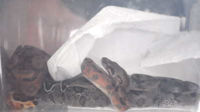 Jandarmanın durdurduğu otomobilden 2 boa yılanı çıktı