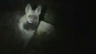 Karanlıkta karşısına çıktı. Kaçmak yerine fırça attı ‘Sizden korkuyorum la keratalar’