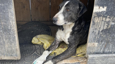 Lüks cipli vicdansız sürücü köpeği ezip kayıplara karıştı. O anlar kamerada (24 Aralık 2022)