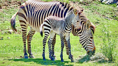 Ankara Müftüsü’nden garip fetva: “Zebra ve çekirge eti helal” dedi