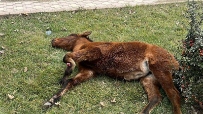 Bacağı kırık tay, tedavi altına alındı