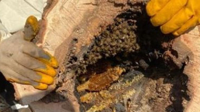 Tarladaki ağacın içinde buldu. Kilosu 1500 TL