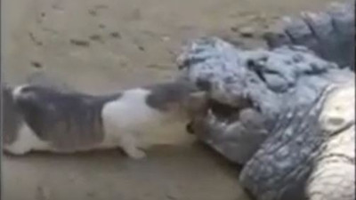 Kedinin yaptığını herkes nefesini tutarak izledi