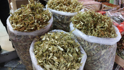 Ihlamurun fiyatında fahiş artış. Geçen yıl 200 TL'ye satılıyordu