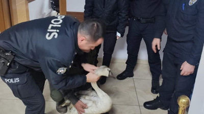 Yorgun düşen kuğunun imdadına polis yetişti