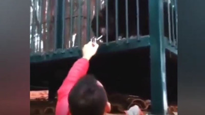 Ziyaretçilerin sigaraya alıştırdığı maymun gizli bir yere nakledilerek insanlarla teması kesildi