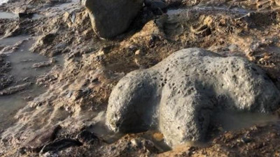 120 milyon yıl önce yaşamış bir dinozorun midesinde fosilleşmiş memeli bulundu