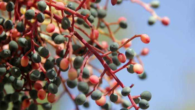 Neredeyse tüm hastalıkların gizli şifacısı. Akdeniz'in yabani bitkisi