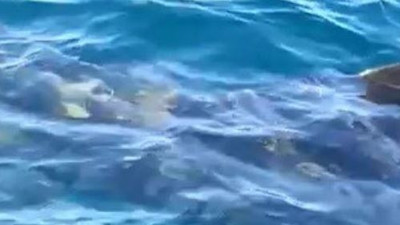 Edremit'te 10 metrelik köpek balığı korku saçtı