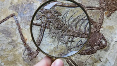 120 milyon yıllık dinozorun midesinden çıktı. Bilimsel olarak ilk veri elde edildi