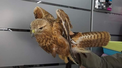 Yaralı kızıl şahin tedaviye alındı